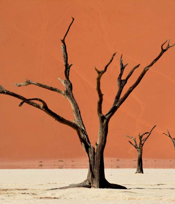 arbre mort et sehe par le soleil a Dead Vlei, dans le desert du Namib en Namibie.