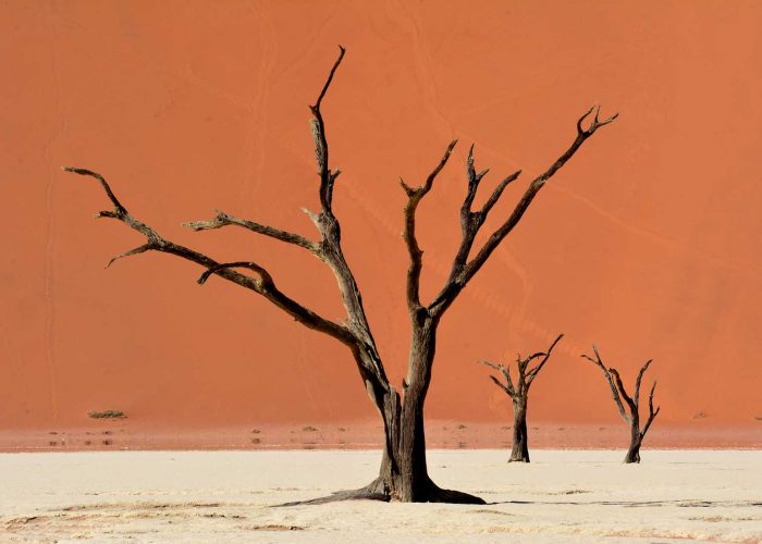 arbre mort et sehe par le soleil a Dead Vlei, dans le desert du Namib en Namibie.