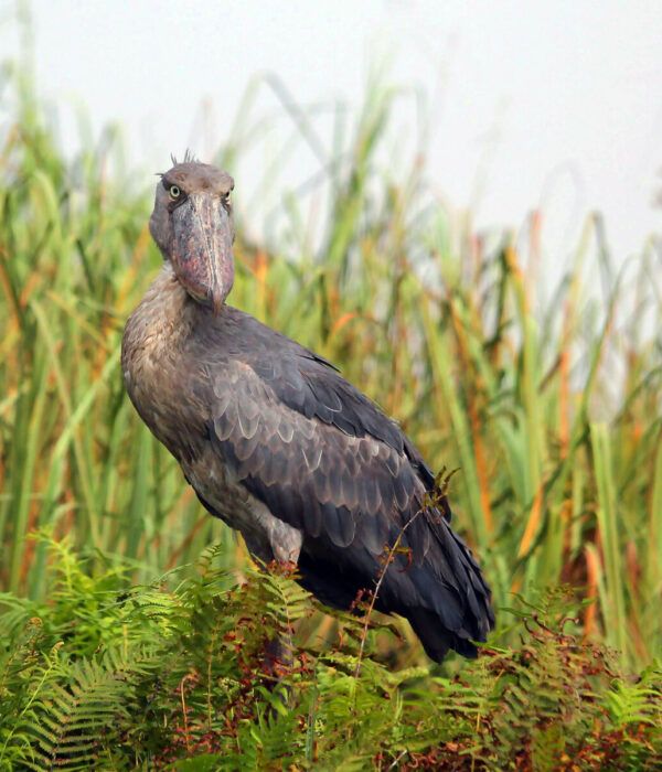 Bec-en-Sabot sur son nid dans les marais du lmac Victoria en Ouganda.