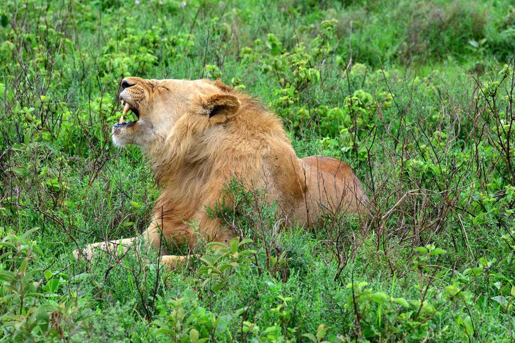 lion en train de rugir dans la cratère du Ngorongoro en Tanzanie