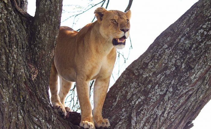 safari-tanzanie