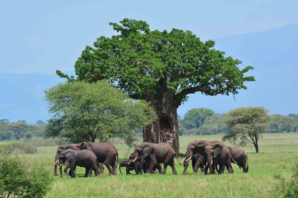 Troupeau d'éléphants près d'un baobab dans le aprc de Tranagire en Tanzanie