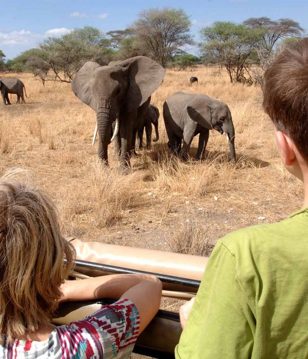 Mere et fils en train de regarder des éléphants lors d'un safari en famille en Tanzanie dans le parc de Tarangire.