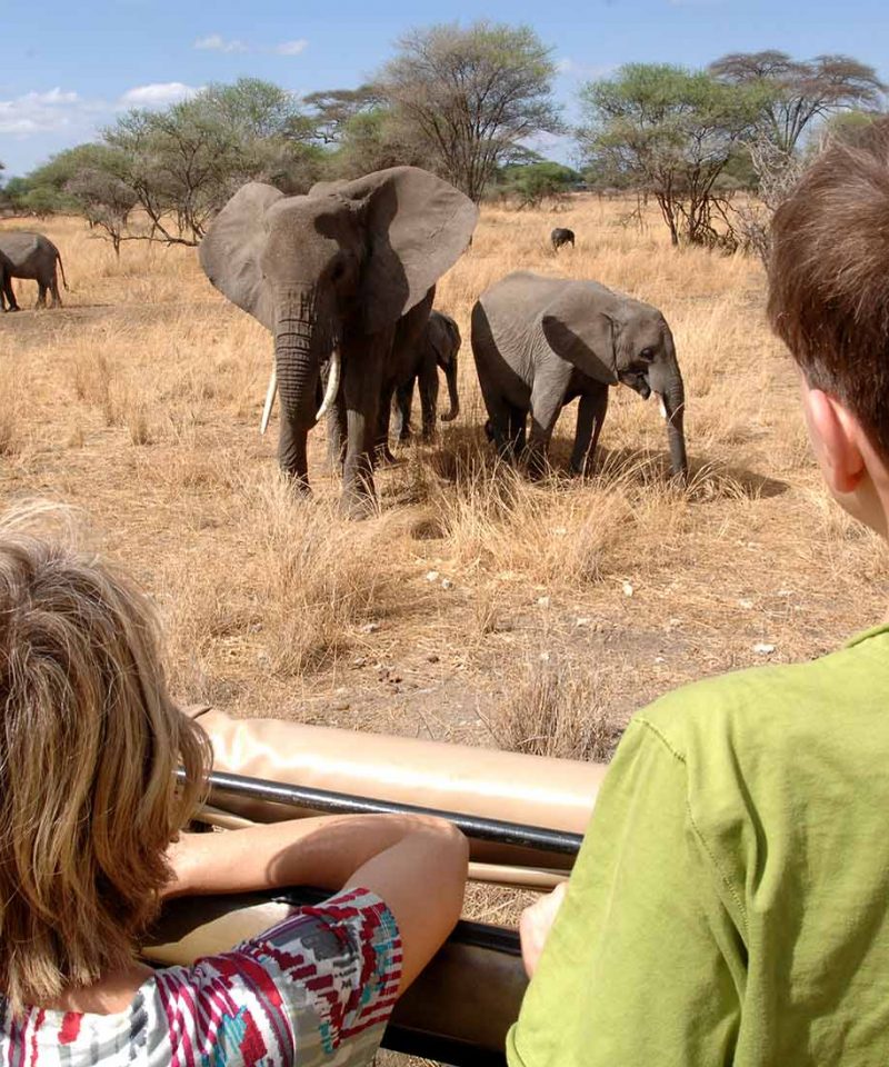 Mere et fils en train de regarder des éléphants lors d'un safari en famille en Tanzanie dans le parc de Tarangire.