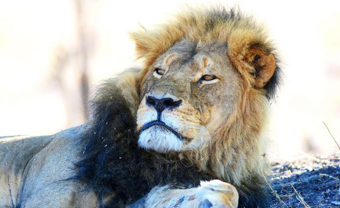 lion male se reposant a l'ombre d'un arbre dans le parc de Hangwe au Zimbabwe