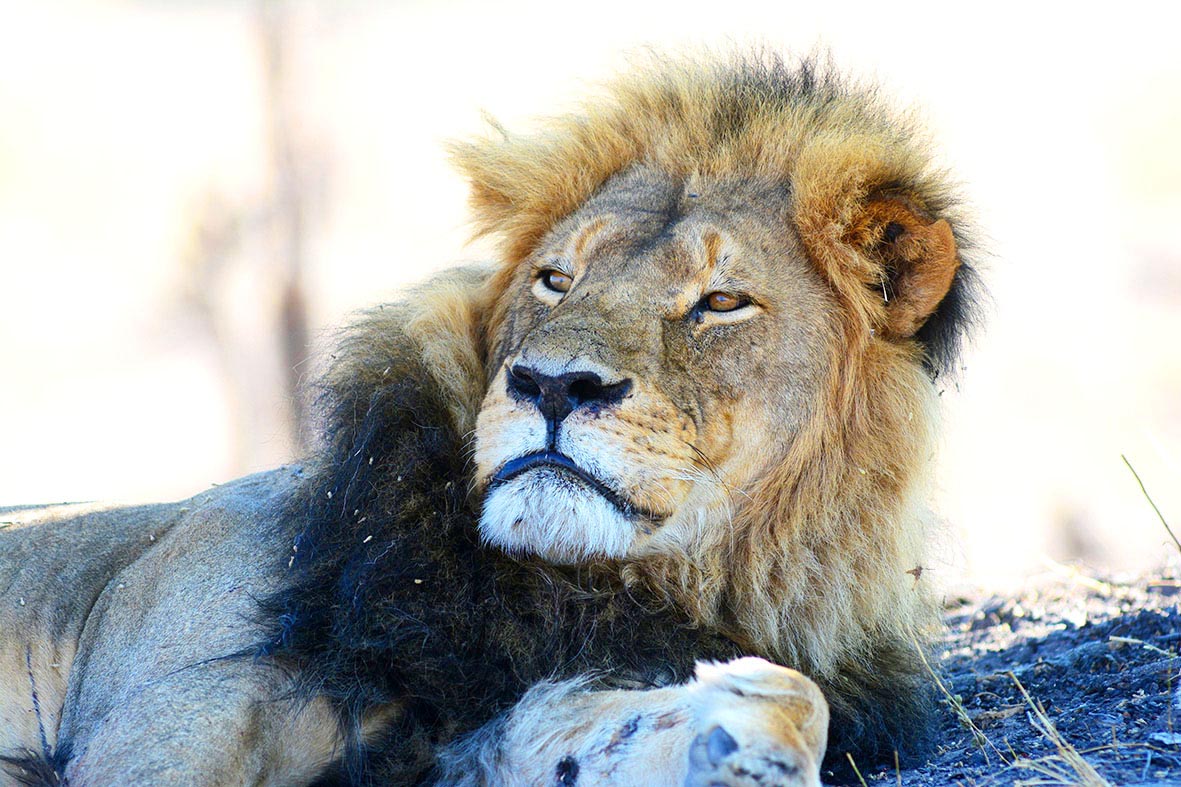 lion male se reposant a l'ombre d'un arbre dans le parc de Hangwe au Zimbabwe