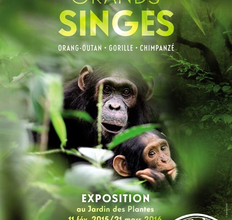 Exposition Grands singes