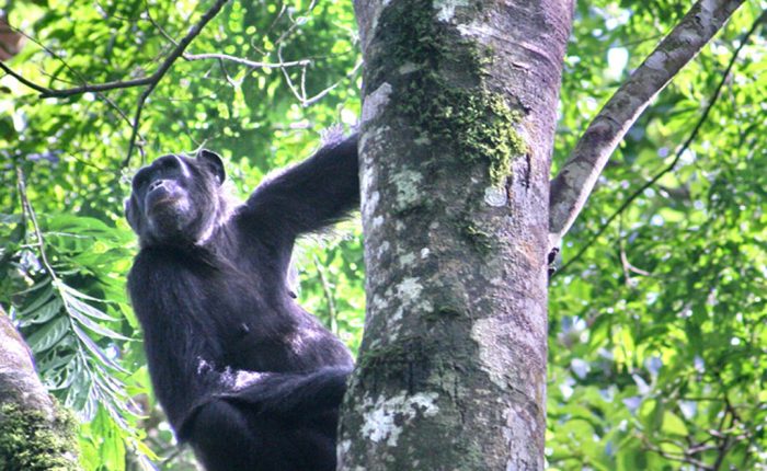 Chimpanzé en Tanzanie