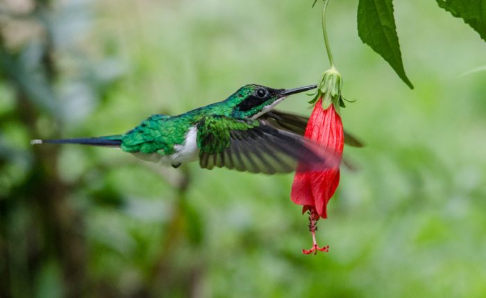 Colibri au Costa Rica