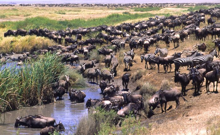 Grande migration en Tanzanie