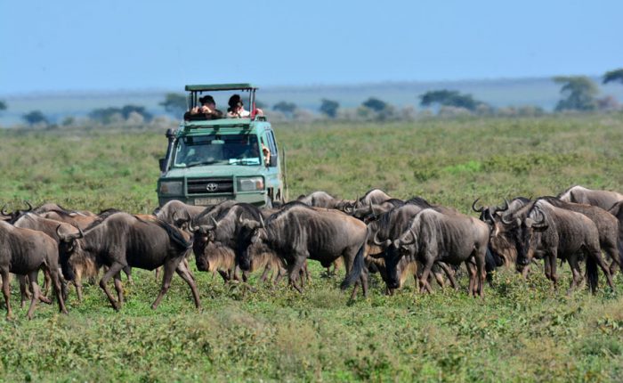 Touristes dans un 4x4 au milieu dela grdne migration des gnous lors d'un safari en Tanzanie.