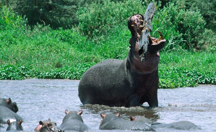 Safari en Tanzanie : le parc national de Manyara