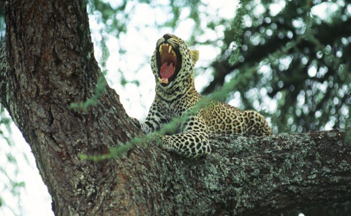 Safari en Tanzanie : le parc de Tarangire