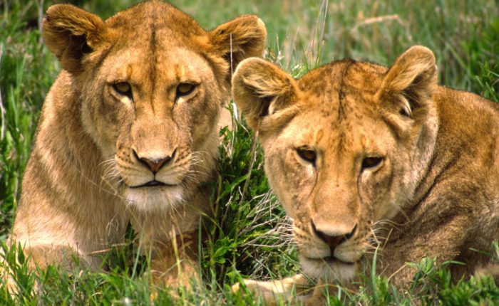 Safari en Tanzanie : le parc du Serengeti