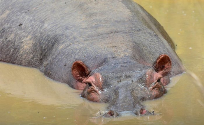 L’hippopotame et la baleine