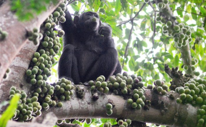 Safari en Ouganda - Chimpanzé