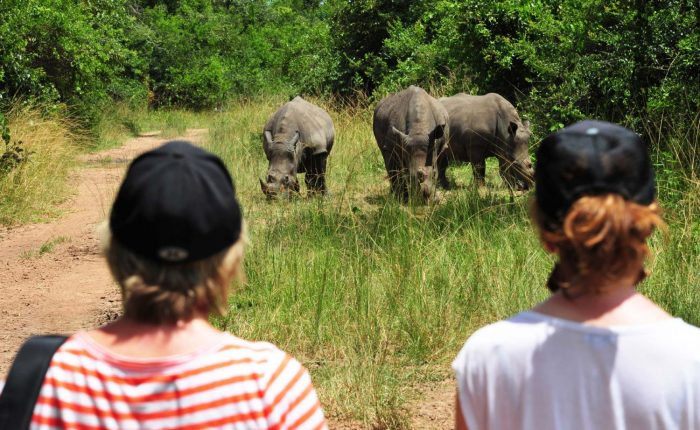 Rhinocéros, réintroduction réussie en Ouganda