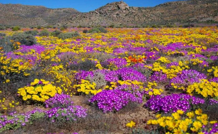Printemps en Namibie