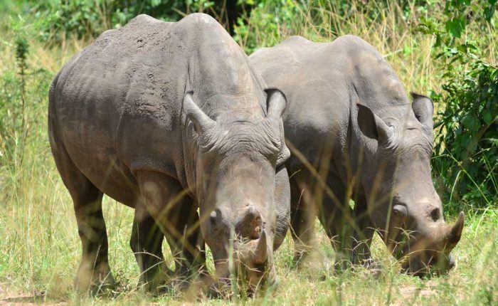 Rhinocéros blancs en train de bouter dans la savane en Ouganda.
