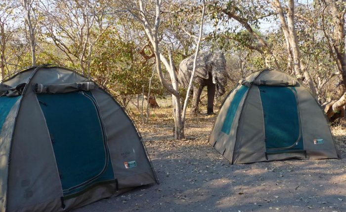 Safari au Botswana à la Toussaint