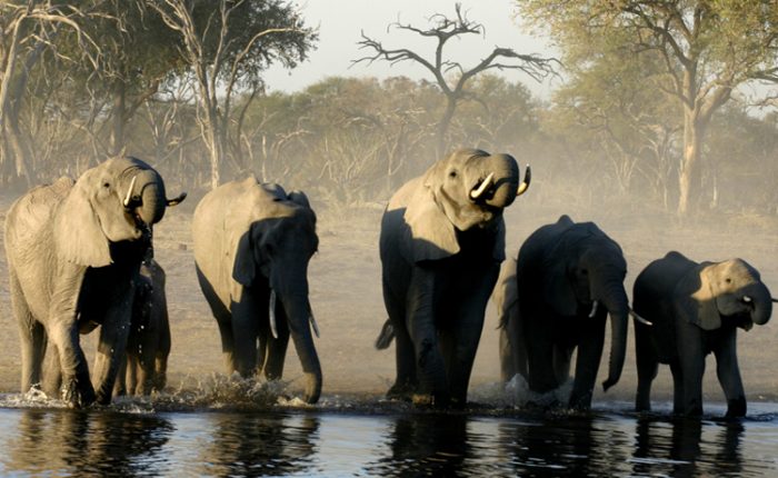 Ecotourisme au Botswana
