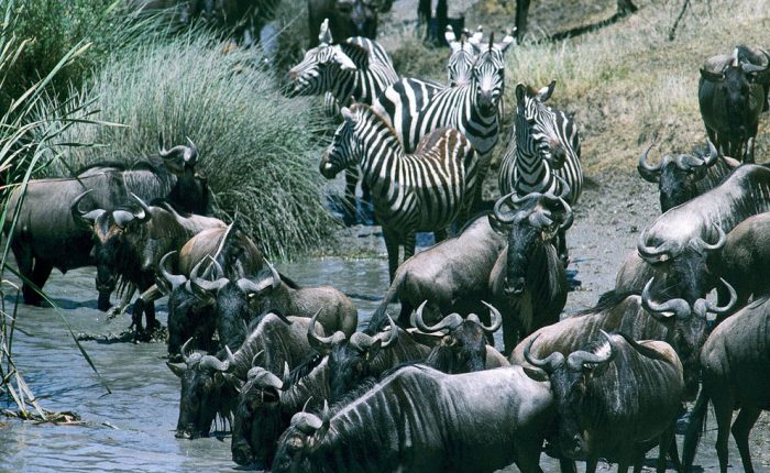 Le Serengeti élu plus beau parc d'Afrique
