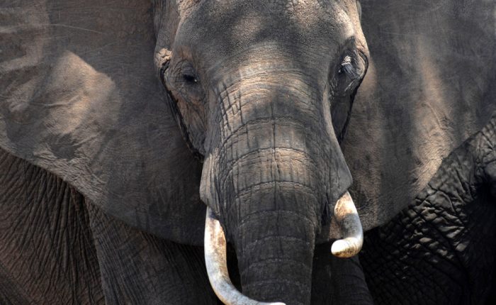 Tanzanie : protégeons les éléphants