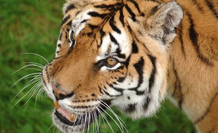 Safari Tigre en Inde