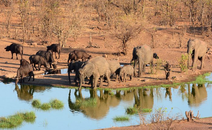 safari-botswana