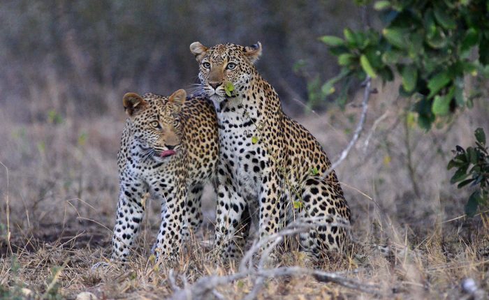 couple de jeunes léopards dans la savane du parc national du Kruger en Afrique du Sud
