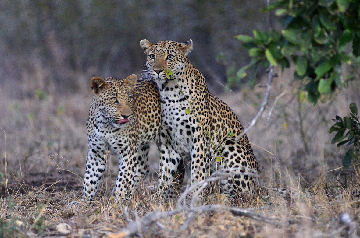 couple de jeunes léopards dans la savane du parc national du Kruger en Afrique du Sud