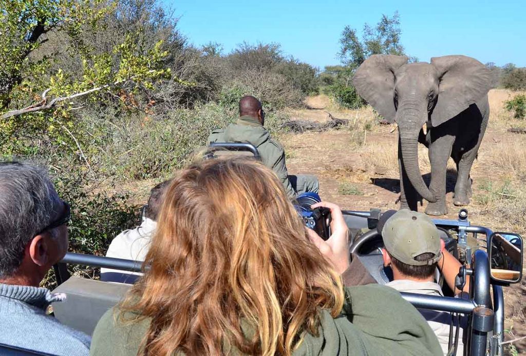 Touristes en 4x4 devant un éléphant lors d'un safari dans le parc du Kruger.