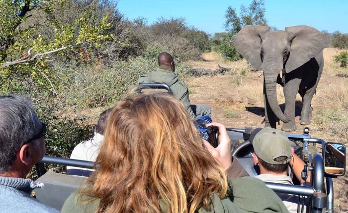 Touristes en 4x4 devant un éléphant lors d'un safari dans le parc du Kruger.