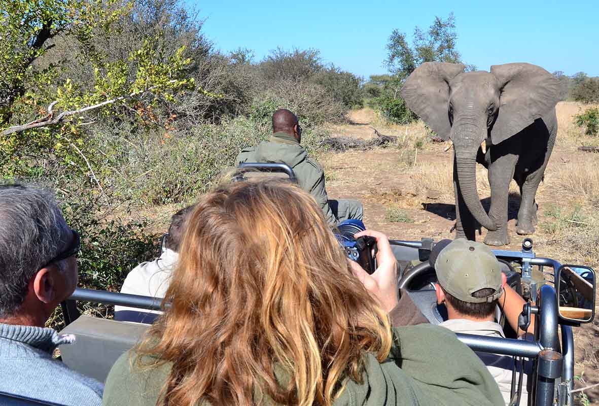 Touristes en 4x4 devant un éléphant lors d'un safari dans le parc du Kruger.