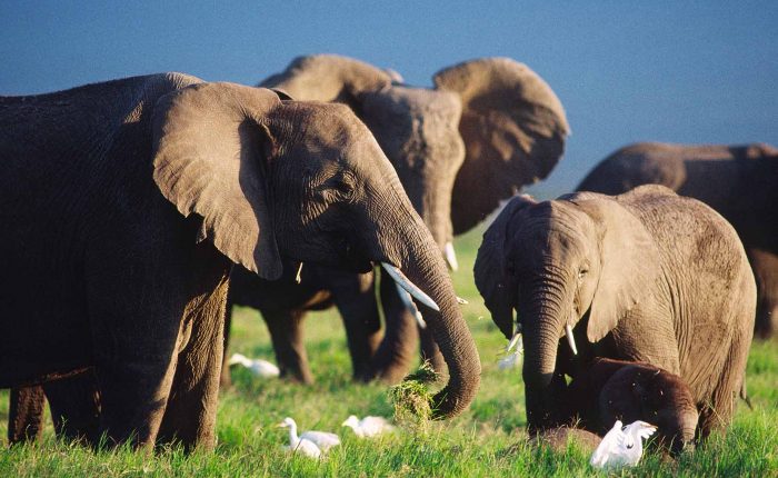 éléphant et cancer