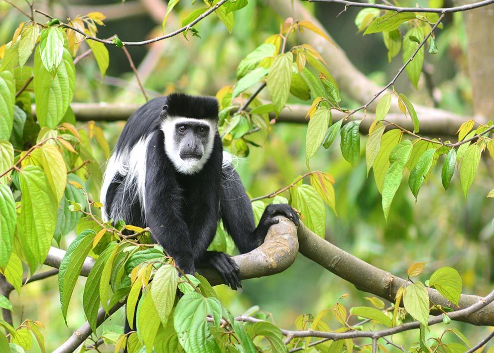 Singe colobe avec sa fourrure noire et blanche dans un arbre de la forêt de Bwindi en Ouganda.