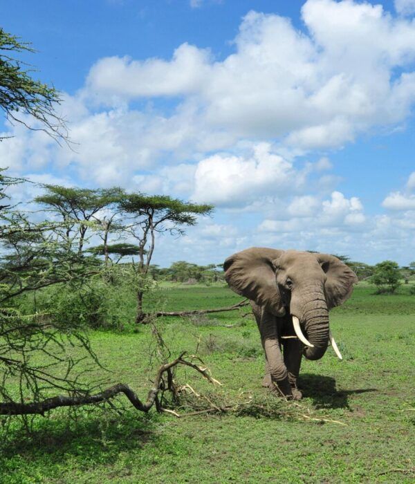 Elephant pres d'un acacia dans les plai,es du parc du Serengeti en Tanzanie