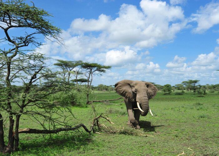 Elephant pres d'un acacia dans les plai,es du parc du Serengeti en Tanzanie