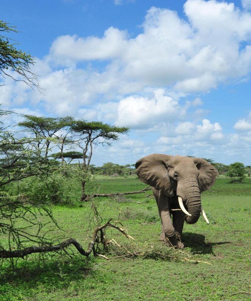 Elephant pres d'un acacia dans les plai,es du parc du Serengeti en Tanzanie