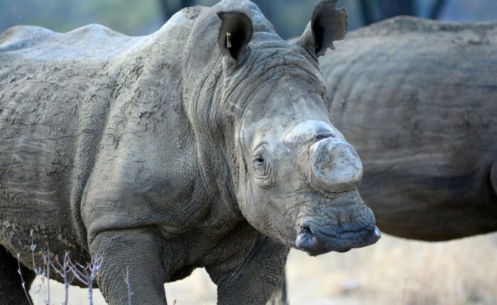 Safari en Afrique du sud