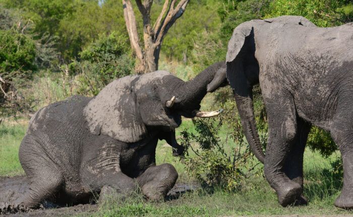 safari en afrique
