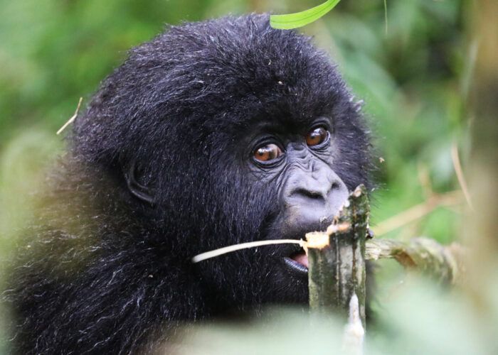 Jeune gorille en train de manger une pousse de bambou dans le parc de la forêt de Bwindi.