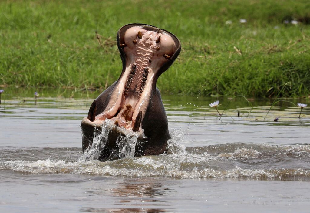 hippoptame ouvrant grand la gueule dans la rivière de Chobe au Botswana.