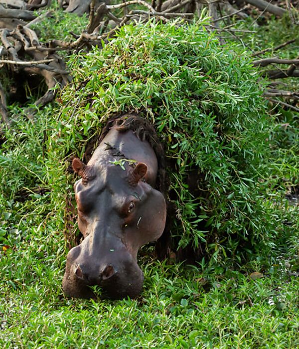 Hippopotame couvert de nenuphars dan sune mlare du parc national de Gorongosa au Mozambique