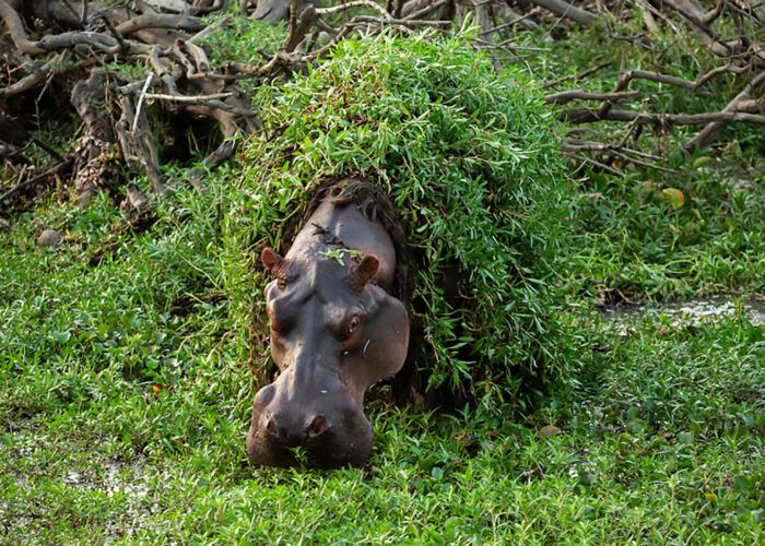 Hippopotame couvert de nenuphars dan sune mlare du parc national de Gorongosa au Mozambique