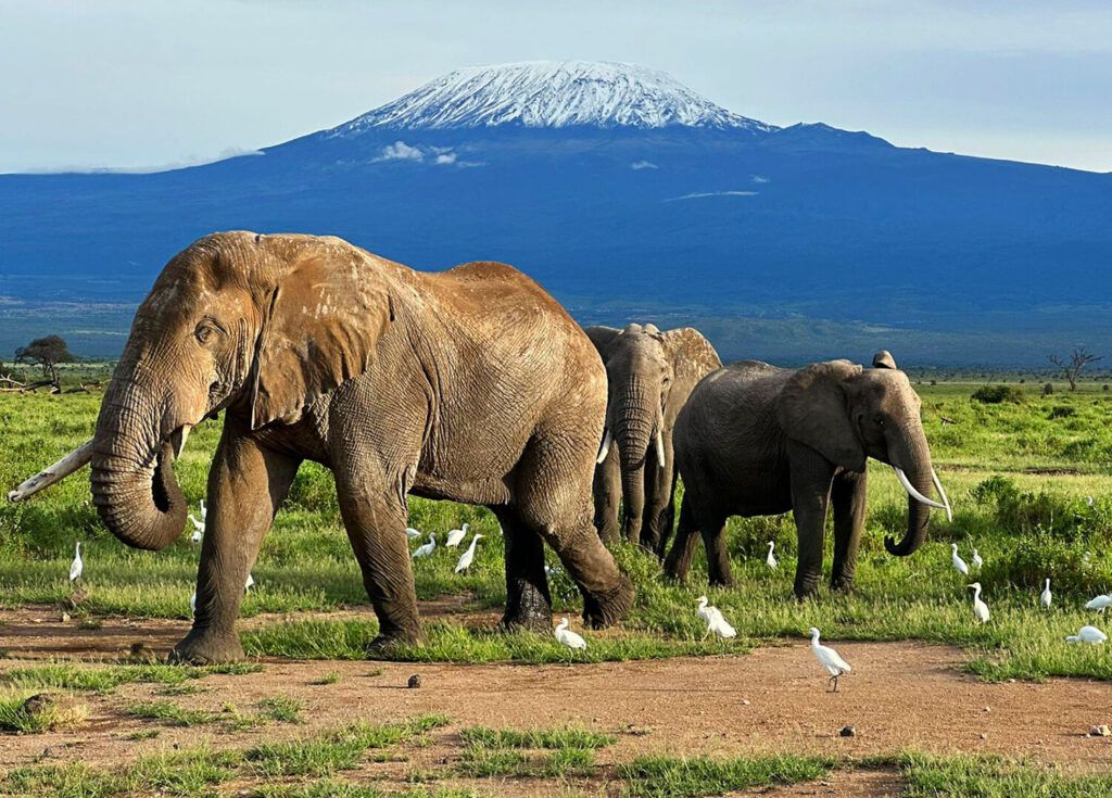 troupeau d'éléphants devant le Kilimandjaro dans le parc d'Amboseli au Kenya