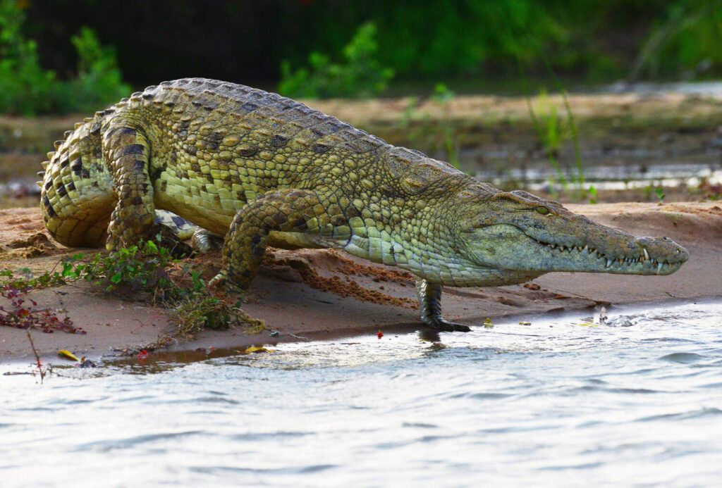 Crocodile entrant dans l'eau lors d'un safari en bateau dans le parc de Nyerere en Tanzanie