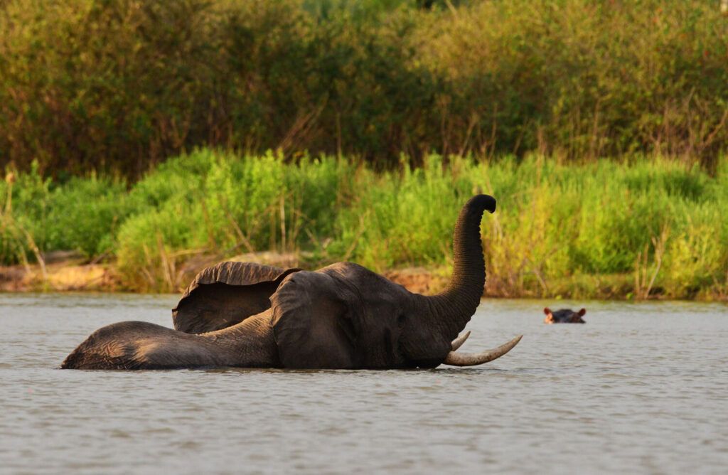 Elephant traversant une riviere à la nage dans le parc de Nyerere