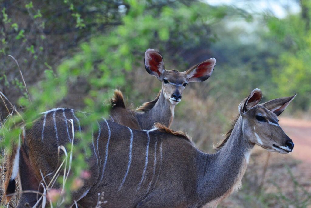 couple de jeunes koudous dans le parc de Ruaha en Tanzanie