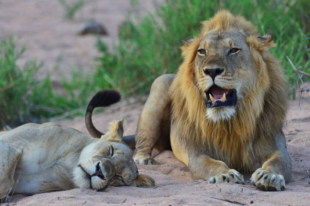 couple de lions se reposant dans le parc de Ruaha en Tanzanie.